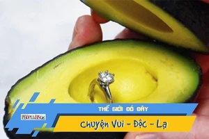 Video: Trào lưu cầu hôn bằng quả bơ gây sốt cộng đồng mạng