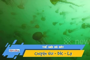 Video: Rùng mình xem thợ lặn bơi xuyên qua đàn sứa khổng lồ