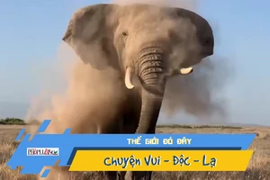 Video: Bạn đã từng thấy voi hắt xì chưa?