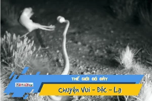 Video: Chuột 'song phi cước' đá bay rắn đuôi chuông