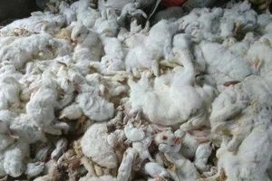 10.000 con thỏ chết 'bất đắc kỳ tử' vì tiếng pháo nhà hàng xóm