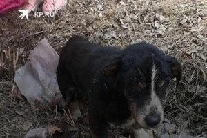 Chó bỗng 'đội mồ' sống lại sau khi được chôn cất không lâu