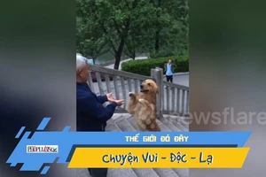 Chó leo cầu thang bằng hai chân như người