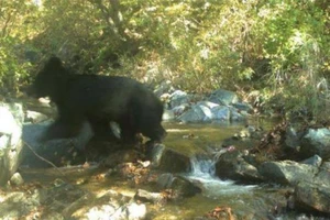 Phát hiện gấu sắp tuyệt chủng ở khu phi quân sự liên Triều