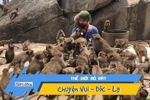 Video: Hàng chục con khỉ vây quanh người đàn ông để xin ăn