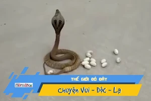 Video: Bạn đã bao giờ thấy rắn hổ mang đẻ trứng giữa đường?