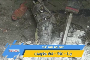 Video: Nghẹt thở giải cứu trăn mắc kẹt trong ống nước