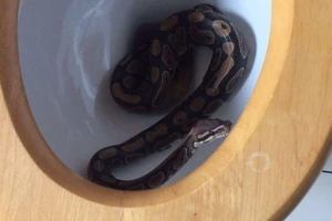 Mở nắp bồn cầu, liền bị trăn phóng ra tấn công