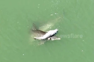 Video: Xót xa cá heo mẹ mang xác con không rời