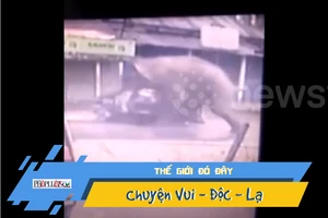 Video: Voi điên cuồng hất tung xe tuk tuk trên phố