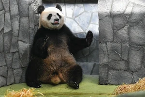 Ông Tập Cận Bình tặng ông Putin quà gì nhân dịp ghé thăm?