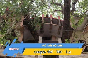 Video: Kỳ lạ cây trăm tuổi mọc xuyên căn nhà 4 tầng