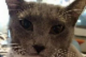 Sốc với chú mèo tìm thấy chủ sau 3 năm lang thang 