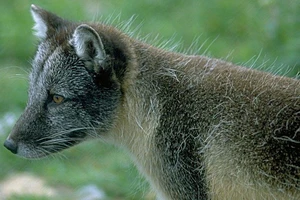 Hành trình 3.500 km từ Na Uy sang Canada của một con cáo