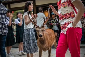 Hươu chết vì nuốt tới 4,3 kg rác thải nhựa