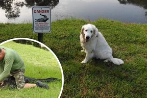 Cụ ông 75 tuổi liều mình đánh đuổi cá sấu để cứu chó cưng