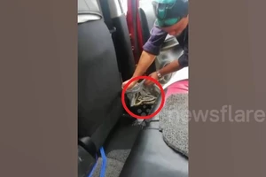 Hoảng hồn phát hiện trăn trong xe mới thuê