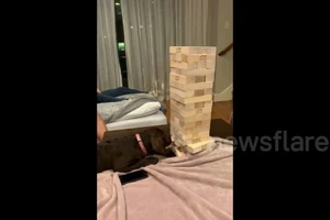 Thú vị xem chú chó chơi trò rút gỗ thành thục