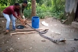 Hoảng hồn phát hiện rắn hổ mang 4,5m trong nhà vệ sinh