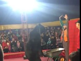 Gấu tấn công huấn luyện viên xiếc khi đang biểu diễn