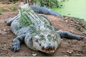 Bé gái 11 tuổi chọc vào mắt cá sấu để cứu bạn thoát chết