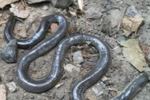 Phát hiện loài rắn mù tưởng đã tuyệt chủng 172 năm trước