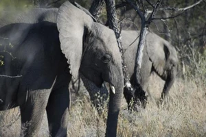 Du khách người Áo bị voi giết chết khi đi cắm trại