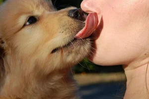 Tử vong sau khi bị chó cưng liếm