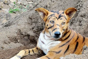 Biến chó thành hổ để giữ rẫy