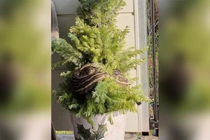 Phát hiện trăn 3 m quấn quanh cây thông Noel, chủ nhà để mặc