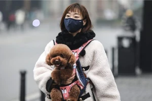 Con chó dương tính với COVID-19 đã được cách ly