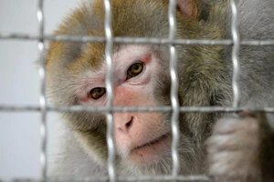 COVID-19 có thể lây nhiễm qua đường mắt