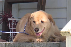 Chú chó Cleo. Ảnh cắt từ video của KMBC