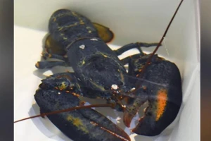 Con tôm hùm xanh quý hiếm được phát hiện trong lô nguyên liệu. Ảnh: CNN