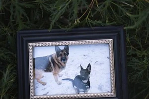 Chú chó nhiễm COVID-19 đầu tiên ở Mỹ đã chết