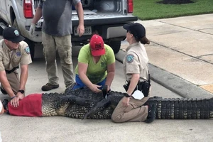 Con cá sấu dài 3,6 m được nhân viên trung tâm kiểm soát động vật bắt giữ và chuyển đến công viên Gator Country. Ảnh: CNN