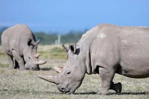 Hồi sinh tê giác quý hiếm khi chỉ còn 2 con cái