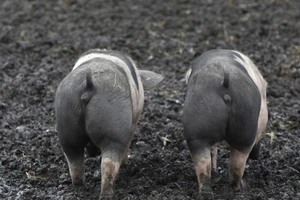 Trung Quốc ngưng nhập khẩu heo, nông dân Đức khốn cùng