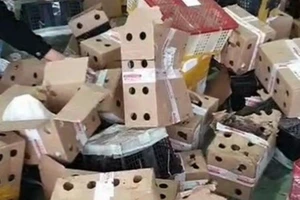 Kinh dị 5.000 thú cưng chết đói trong thùng các tông