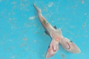 Bắt được cá mập hai đầu cực hiếm rồi thả trở lại biển