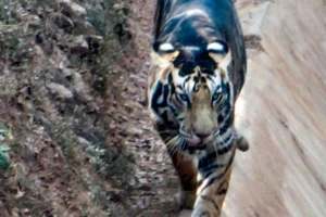 Phát hiện hổ đen quý hiếm, thế giới còn lại 6 con