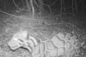 Phát hiện loài báo hiếm sau 20 năm biệt tích