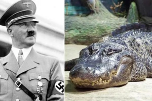 Cá sấu thú cưng của Hitler được nhồi bông, đem trưng bày