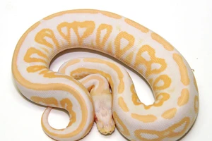 Truy tìm cặp đôi đánh cắp trăn hiếm từ cửa hàng thú cưng