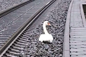 23 chuyến tàu nằm chờ vì thiên nga 'nằm lì' trên đường ray