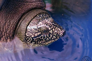 Báo nước ngoài nói gì về rùa Hồ Gươm ở Việt Nam?