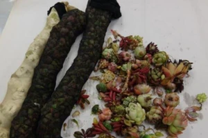 Nhét gần 1.000 cây xương rồng quanh người để qua mắt hải quan