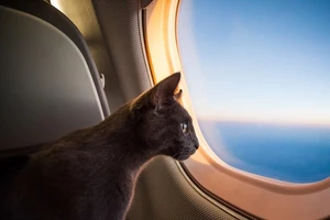 Máy bay quay đầu vì mèo tấn công phi công