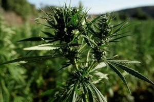 Thái Lan cho phép hộ gia đình trồng cần sa tại nhà