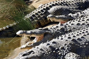 Dân lo sợ khi 1 bầy cá sấu xổng chuồng ở Nam Phi